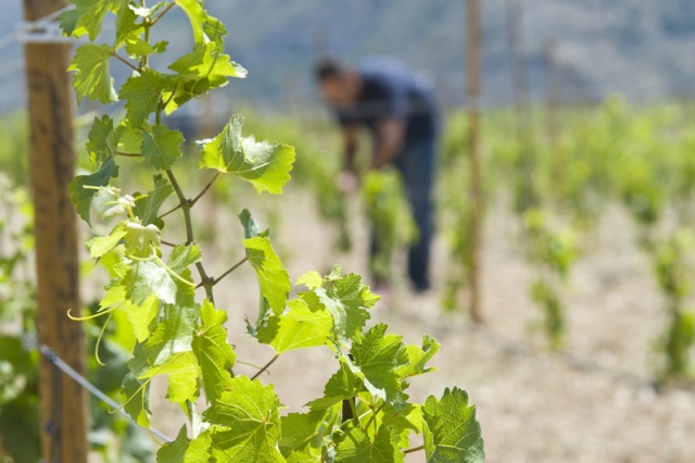 Виноделие на Кипре